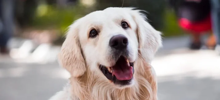 Abbandona il cane in auto per giocare a Bingo